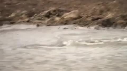 Cheetah revenge animals video