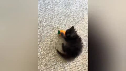 20 minutes of adorable cats and kittens videos to keep you smiling