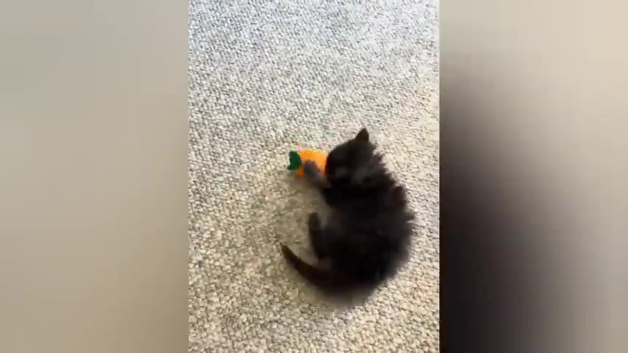 20 minutes of adorable cats and kittens videos to keep you smiling