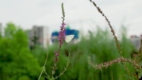 The butterfly