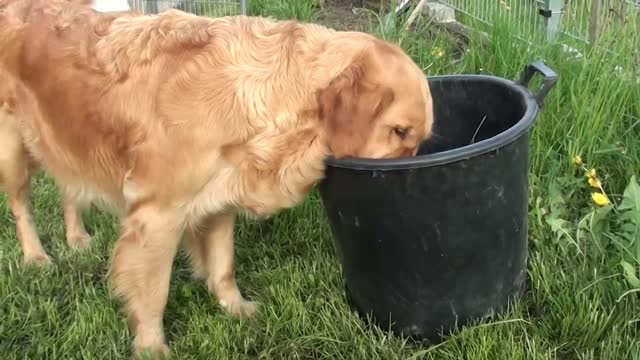 Funniest& cutest Golden Retriever Puppiimes #2