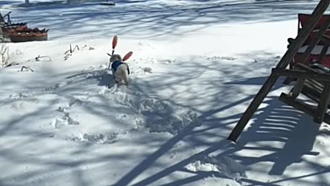 Duke in the snow Having a blast. 2-20