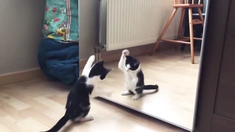Catand mirror
