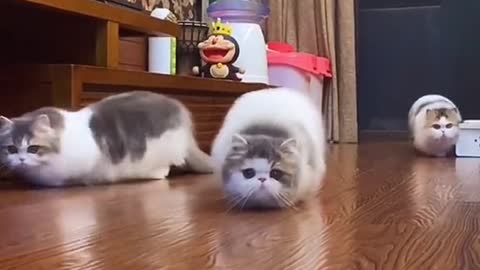 So cute. #cat #cute #funny