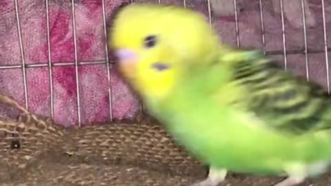 #VLOG 3 My green budgie parrot hand tamed.