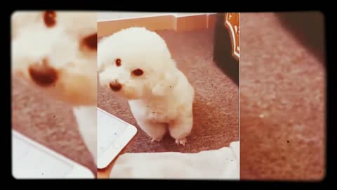cute funny dog
