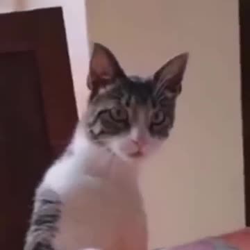Funny Animal Video #Shorts