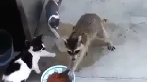 animals stilling foods - funny animals .