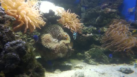 Small fish hiding in coral petals.