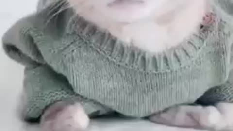 So cute cat video