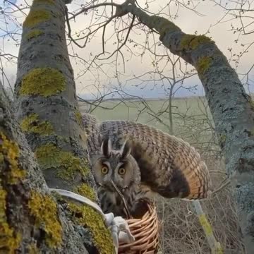 The owl suddenly appears angry