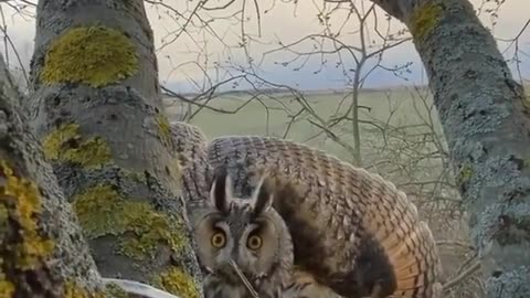 The owl suddenly appears angry