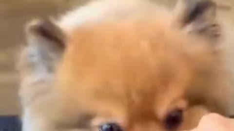 Funny Dog And Reactions To Food 😾😹 - Best Funny Animal Videos 😂