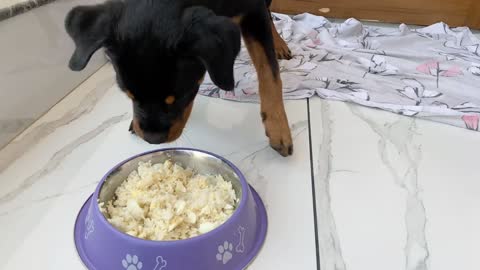 Homemade foods for your dogs with 100% result