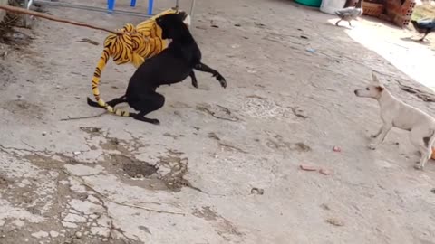 Wow!!! Fake Tiger prank Dog So Funny Try To Stop Laugh Challen