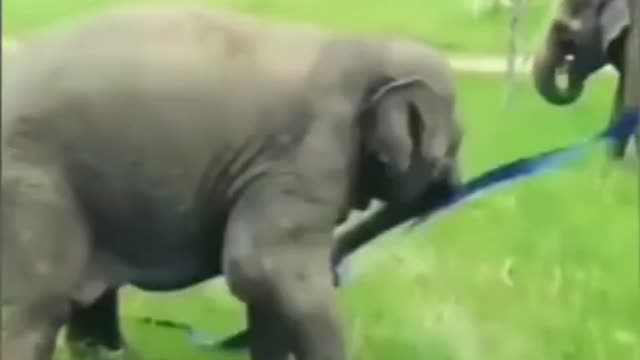 Army elephant