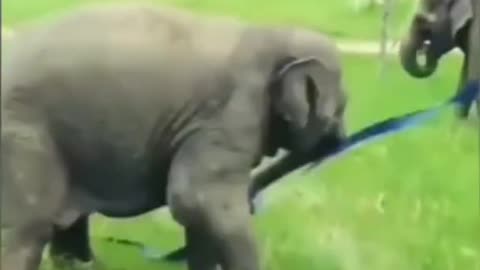 Army elephant