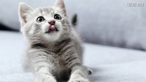 The SMALLEST CATS In The World 🐱