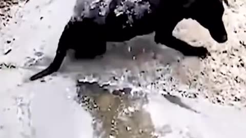 Animals funny