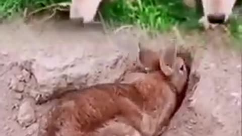 Animaux animal
