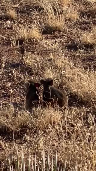 Twin baby Javelinas