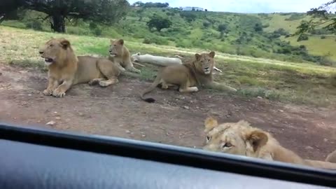 Lion opens car door