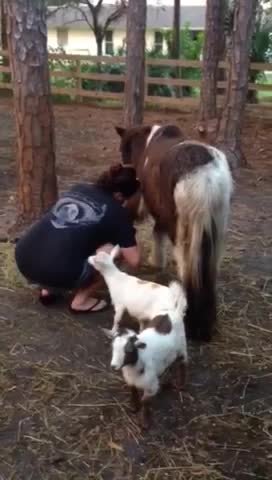 Baby Goats Leap On Woman's Back While She Cleans A Horse's Hooves