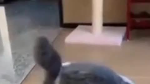 funny cats and dogs