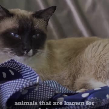 😼Siamese Cats 101: Understanding Their Unique Personality Traits#siamesecat#shorts