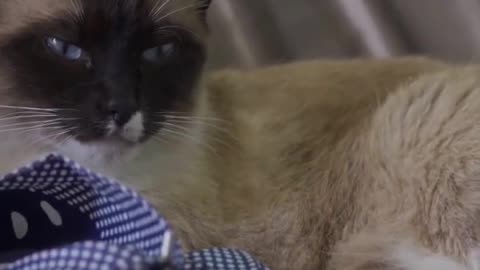😼Siamese Cats 101: Understanding Their Unique Personality Traits#siamesecat#shorts