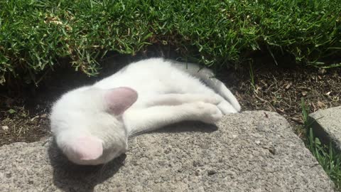Kitten eats grass
