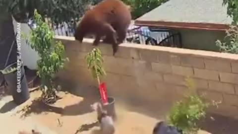 Viral video Bear Attack by dogs