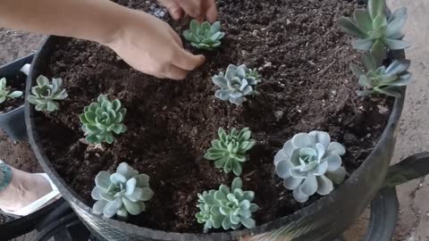 How to plant succulents