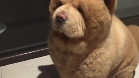puppy eating cake