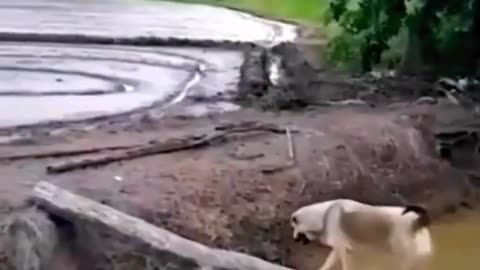 Funny Cat videos 😂😅
