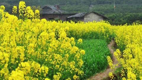 Onion oil flower countryside