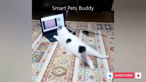 Funny silly movements of cat just watch 🤣😅