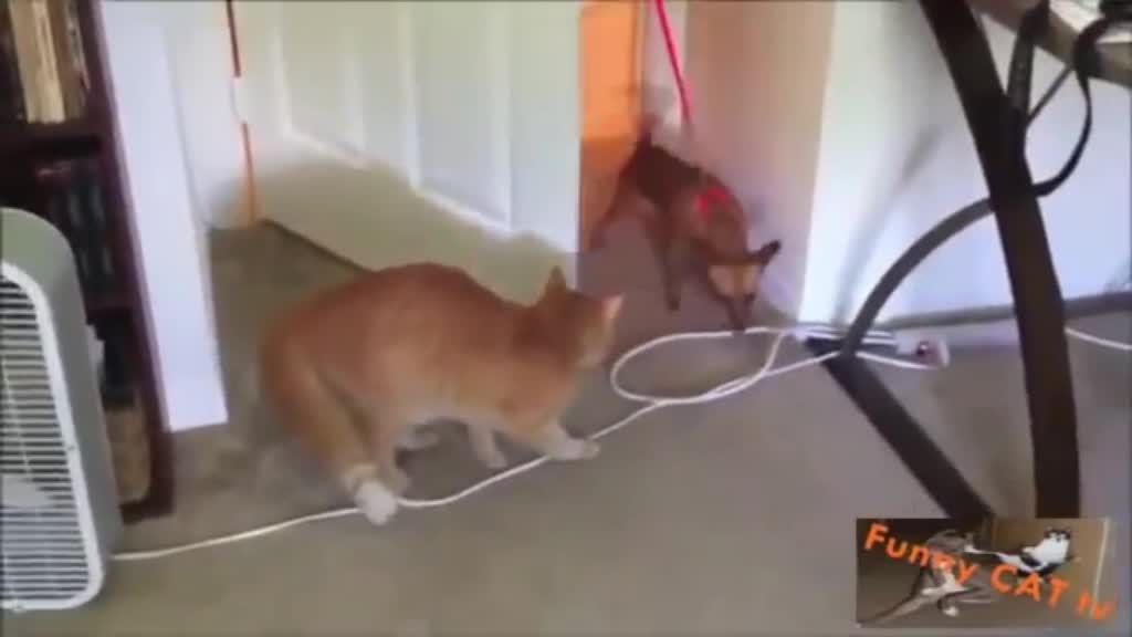 cautious cat