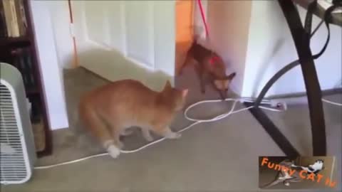 cautious cat