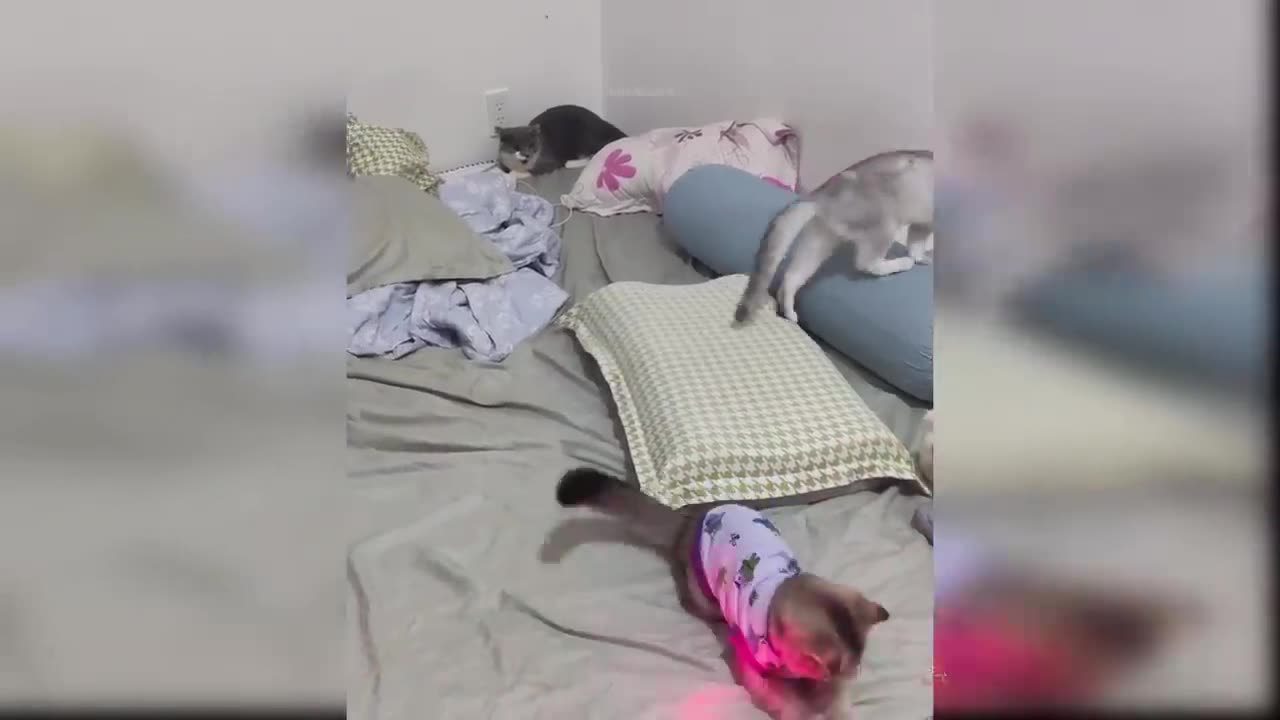 Baby Cats - Cute and Funny Cat Videos Compilation