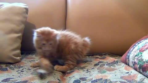Cute Pets, cats and dogs