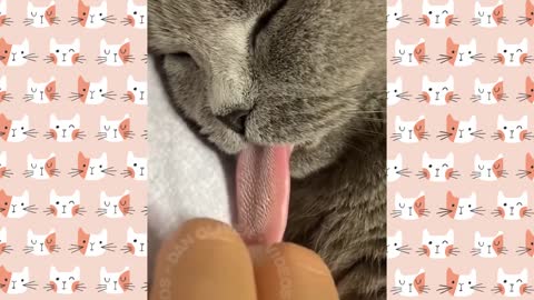 Funny Dog