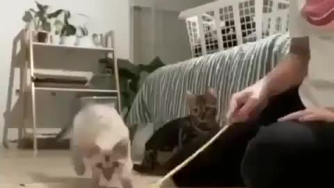 Mama Cat Takes Back Crying Kitten From Toddler