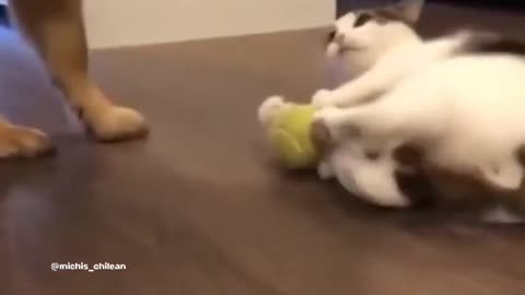 Funny cat
