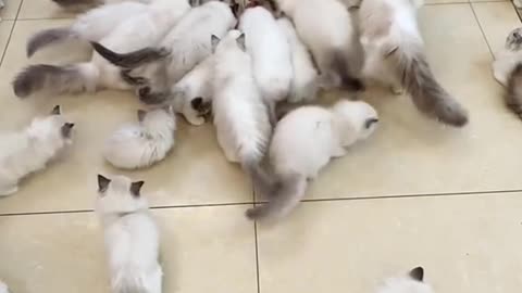 Funny animals short video 14