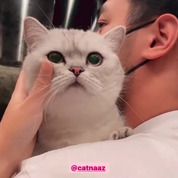 A very naughty domestic cat