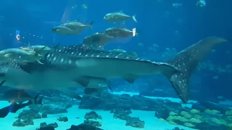 Spectacular Fish Species. Must see