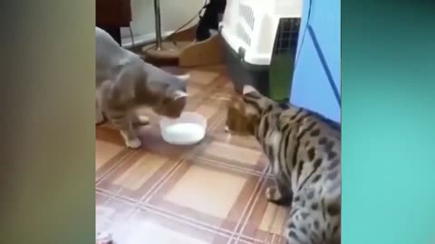 best fight to watch