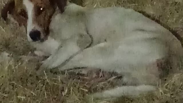 Stray dog likes to sleep on the grass