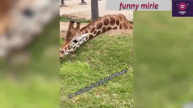 funny animals